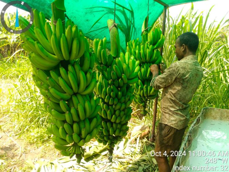 Banana Harvesting
